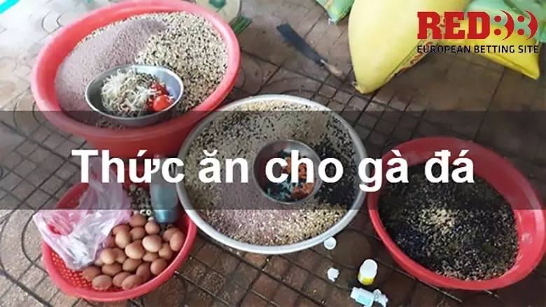 Bảo đảm chế độ dinh dưỡng phù hợp cho gà chọi