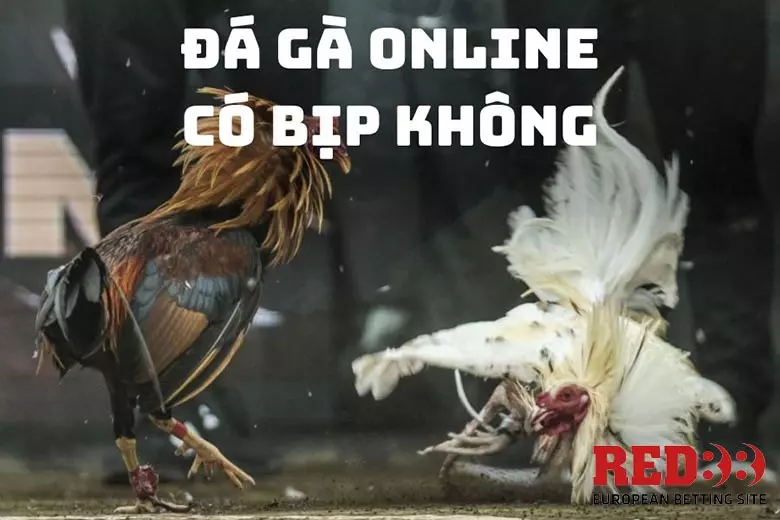 Đá gà trực tiếp có lừa đảo không