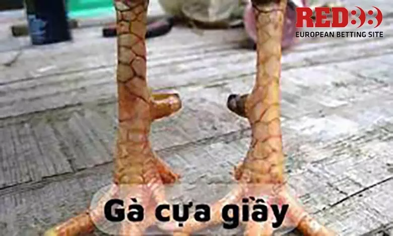 Gà Cựa giầy