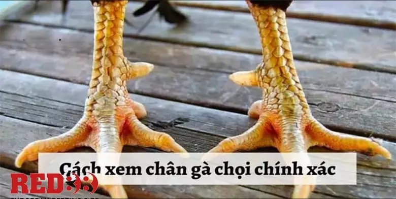 Hướng dẫn cách xem cựa gà đá chuẩn xác