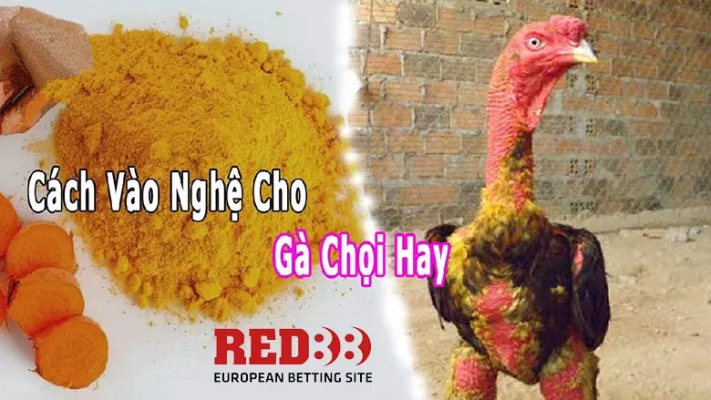 Xát nghệ cho gà chọi